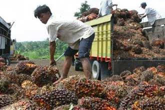 Petani Kelapa Sawit Indonesia Terima Kasih ke Presiden Jokowi Karena Cabut Larangan Ekspor