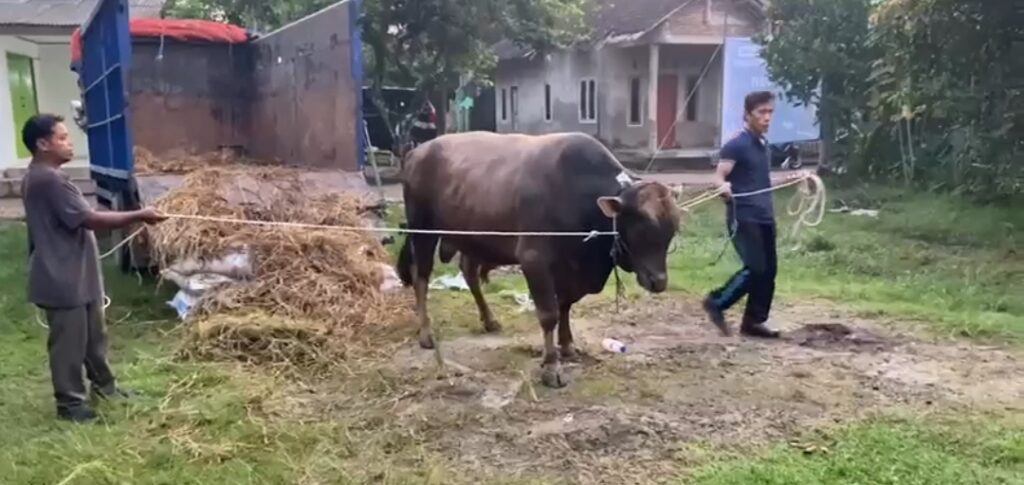 Idul Adha 1445 H, Syekh Panji Gumilang Kurban Sapi dan Berbagi Sembako di Kampung Istri